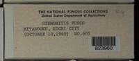 Stemonitis fusca image
